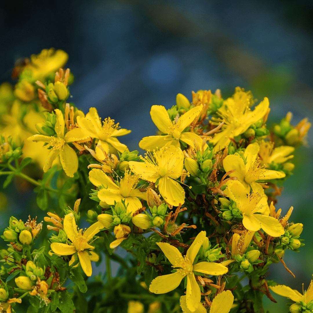 Organic St. John's Wort - Metchosin Farm Seeds