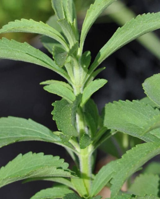 Organic Stevia - West Coast Seeds