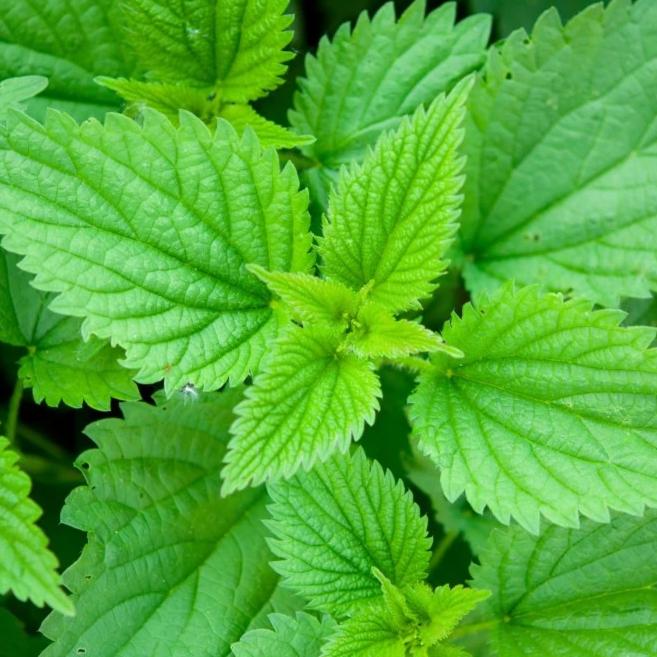 Stinging Nettle - Metchosin Farm