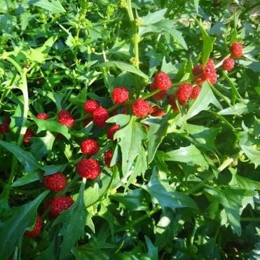 Strawberry Spinich - Metchosin Farm