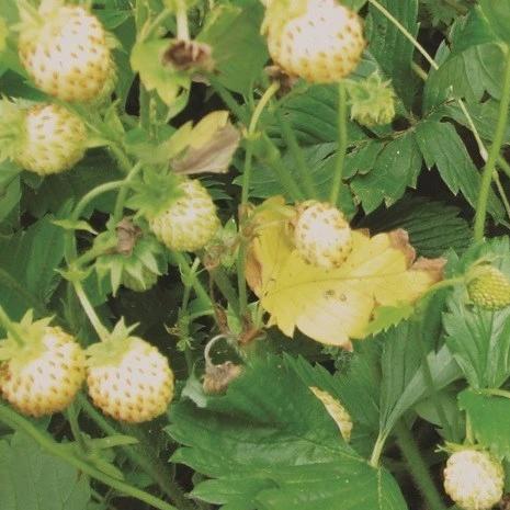 Strawberry White Alpine - Mechosin Farm