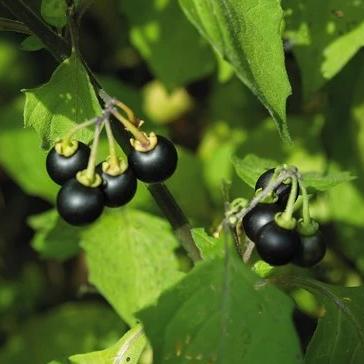 Sunberry - Metchosin Farm