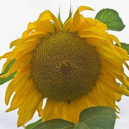 Sunflower Giganteus Organic - West Coast Seeds