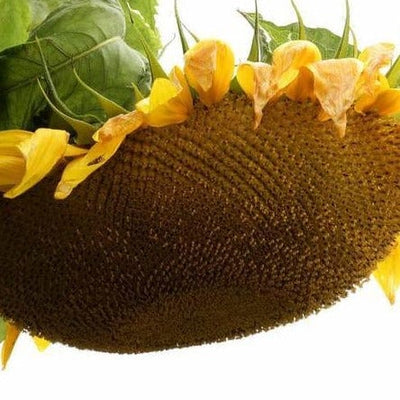 Sunflower Giganteus Organic - West Coast Seeds