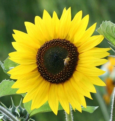 Organic Sunflower Jerusalem Gold - West Coast Seeds