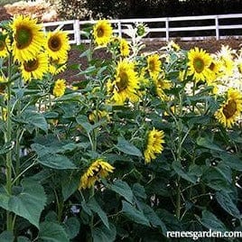 Sunflower Mammoth Greystripe - Renee's Garden Seeds