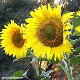 Sunflower Mammoth Greystripe - Renee's Garden Seeds