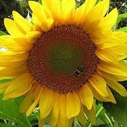 Sunflower Mammoth Greystripe - Renee's Garden Seeds