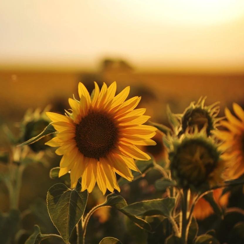 Sunflower - Metchosin Farm