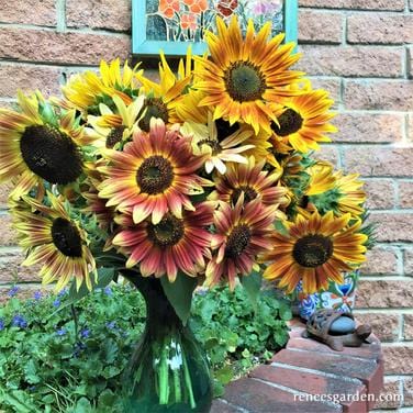 Organic Sunflower Paintbox Bouquet - Renee's Garden