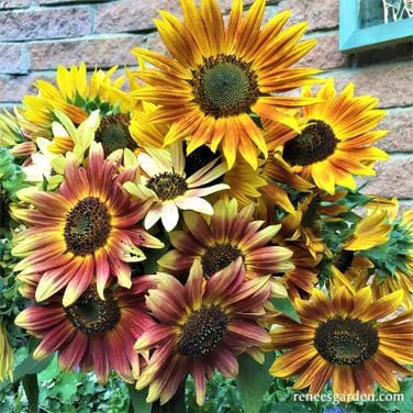 Organic Sunflower Paintbox Bouquet - Renee's Garden