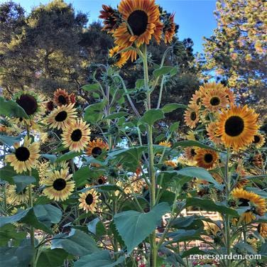 Organic Sunflower Paintbox Bouquet - Renee's Garden