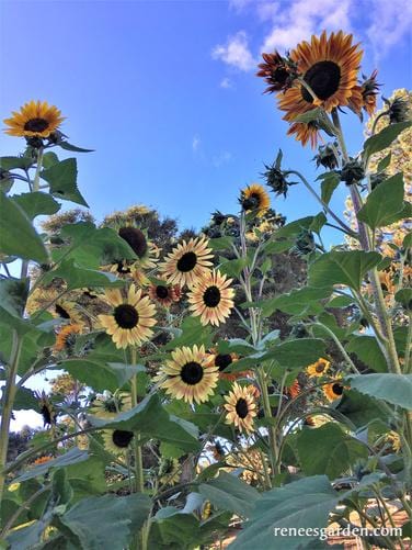 Organic Sunflower Paintbox Bouquet - Renee's Garden