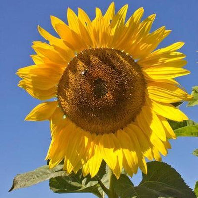 Sunflower Peredovik - West Coast Seeds