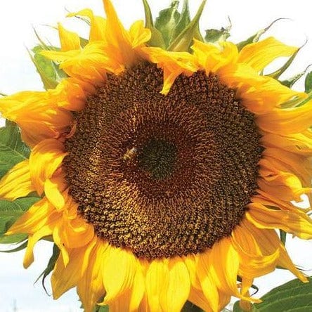 Sunflower Taiyo Organic - West Coast Seeds
