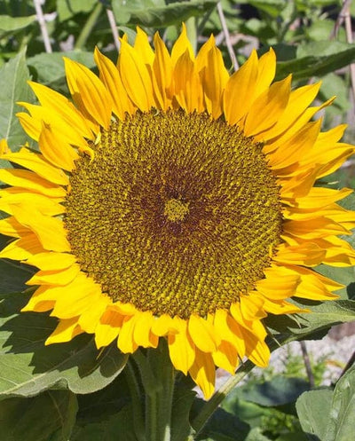 Organic Sunflower Zohar - West Coast Seeds