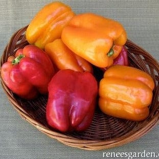 Peppers Sweet Bell - Renee`s Garden Seeds