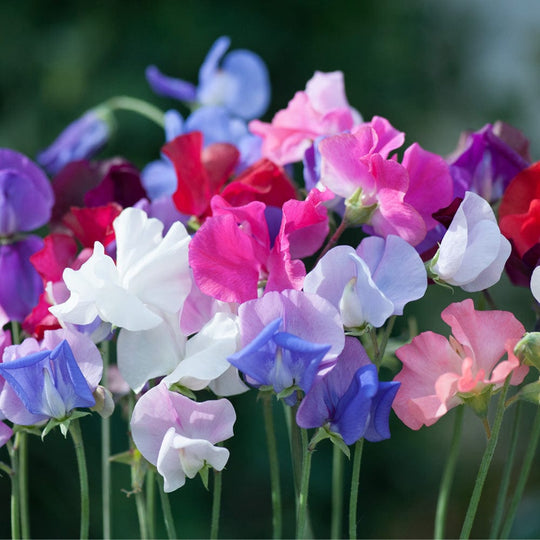 Organic Sweet Pea Mix - Metchosin Farm Seeds