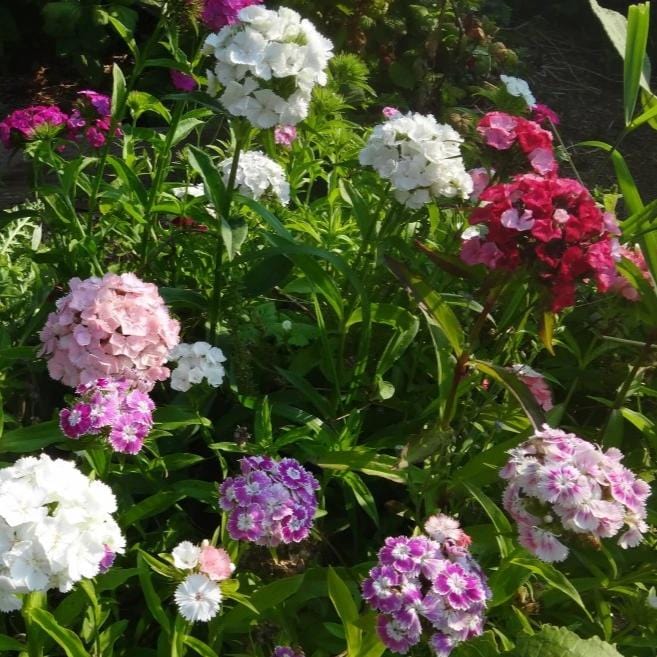 Sweet William -Metchosin Farm