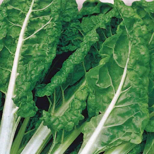 Organic Swiss Chard Fordhook Giant - McKenzie Seeds