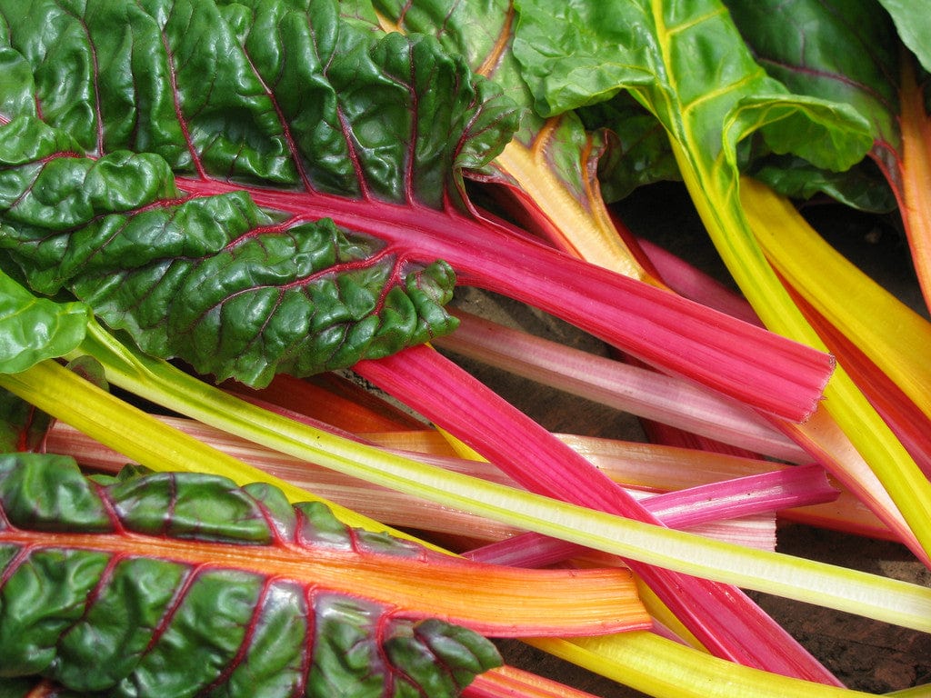 Organic Swiss Chard Mix - Metchosin Farm Seeds