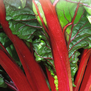 Organic Swiss Chard Ruby Red - Mckenzie Seeds