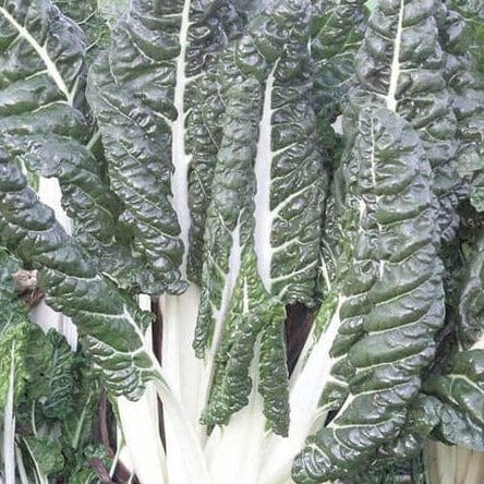 Swiss Chard Silverado Organic - West Coast Seeds