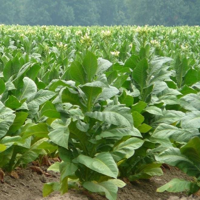 Tobacco - Metchosin Farm