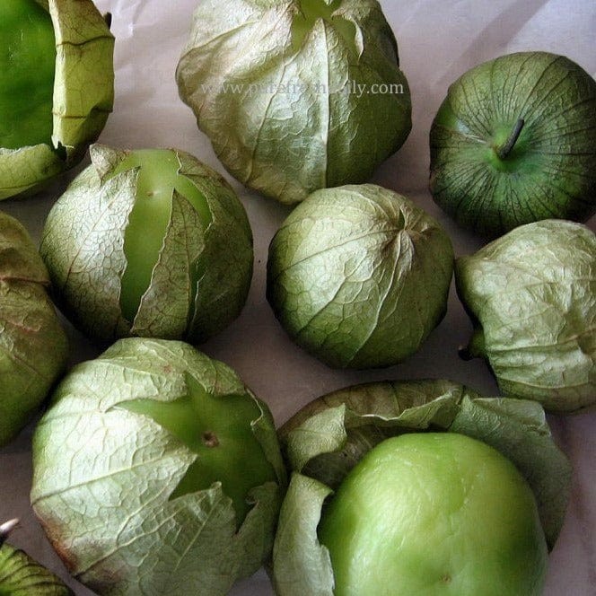 Tomato Tomatillo Green - Metchosin Farm