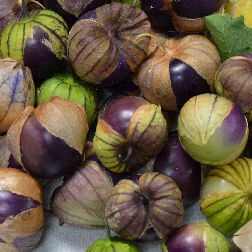 Tomatillo Purple - Metchosin Farm