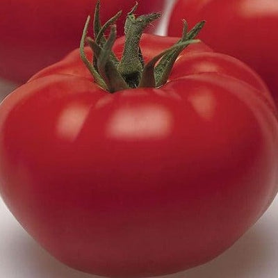 Tomatoe Arbason Organic - West Coast seeds