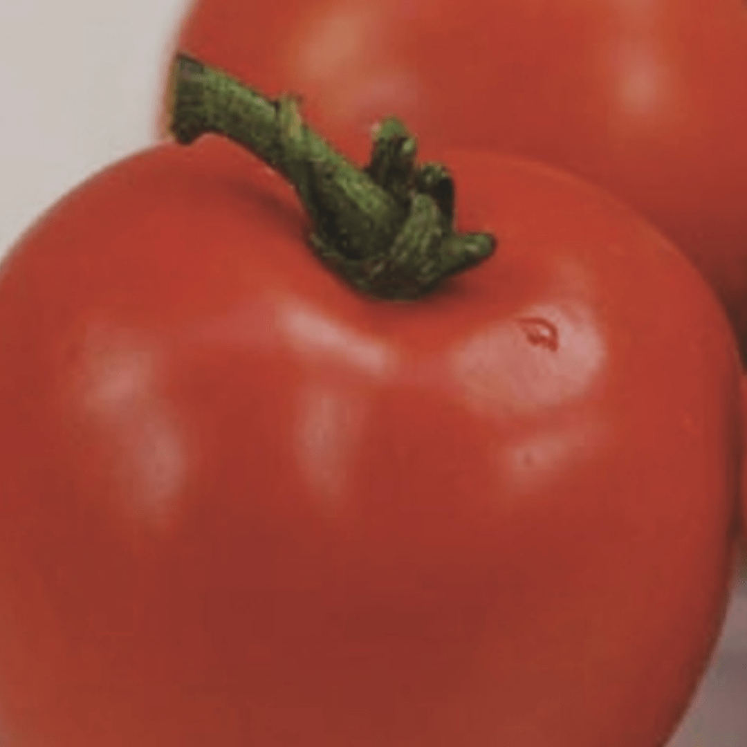 Organic Tomato Best of All - Metchosin Farm Seeds