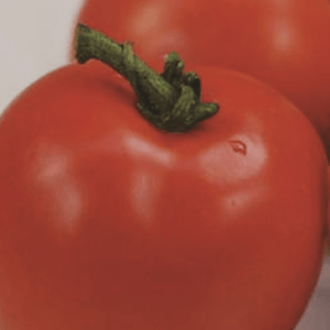 Organic Tomato Best of All - Metchosin Farm Seeds