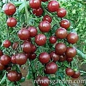 Tomatoes Black Cherry - Renee's Garden Seeds