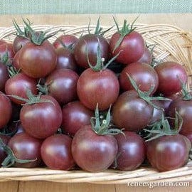 Tomatoes Black Cherry - Renee's Garden Seeds