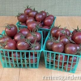 Tomatoes Black Cherry - Renee's Garden Seeds