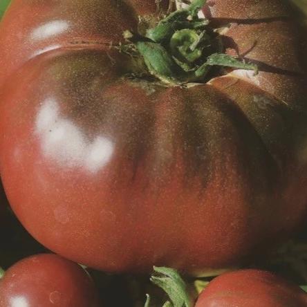 Tomato Black Russian - Metchosin Farm