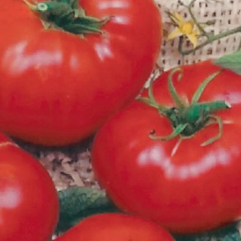 Organic Tomato Brandywine - McKenzie Seeds