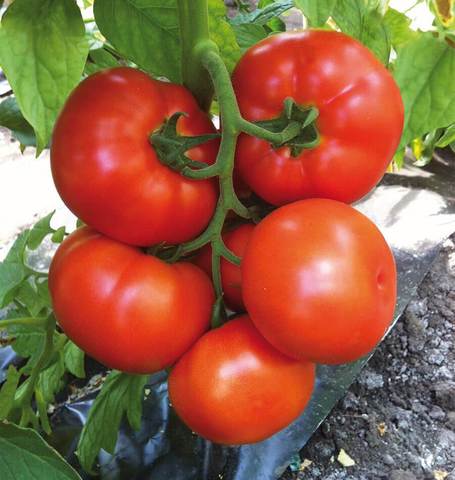 Organic Tomato Caiman - West Coast Seed