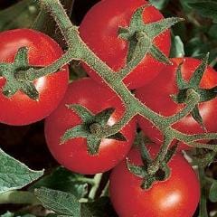 Tomato Chadwick Cherry - Burpee Seeds