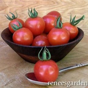 Tomato Chadwick's Cherries - Renee's Garden Seeds