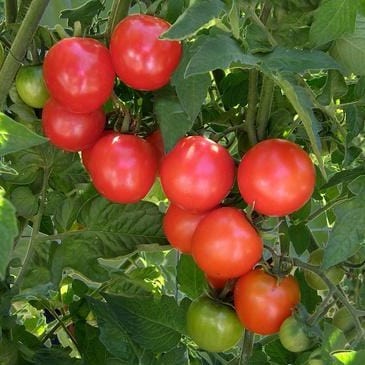 Tomato Chadwick's Cherries - Renee's Garden Seeds