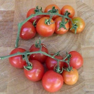 Tomato Chadwick's Cherries - Renee's Garden Seeds