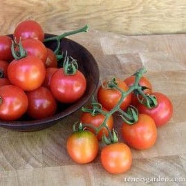 Tomato Chadwick's Cherries - Renee's Garden Seeds