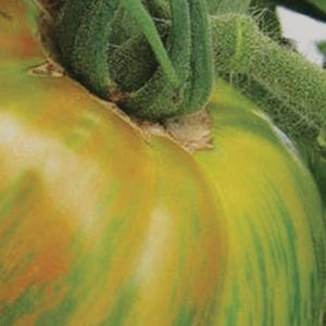Tomato Cherokee Giant Green - Metchosin Farm