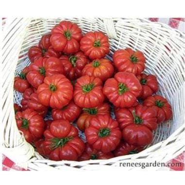 Italian Heirloom Tomato - Costoluto Genovese