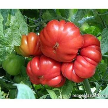 Italian Heirloom Tomato - Costoluto Genovese