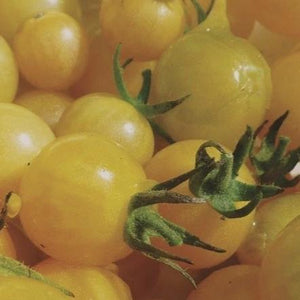 Tomato Coyote Yellow - Metchosin Farm