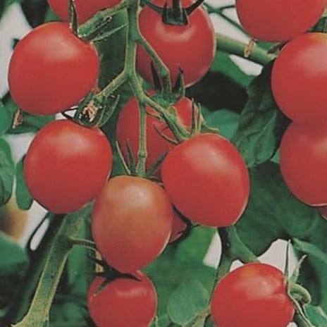 Tomato Gardener's Delight - Metchosin Farm