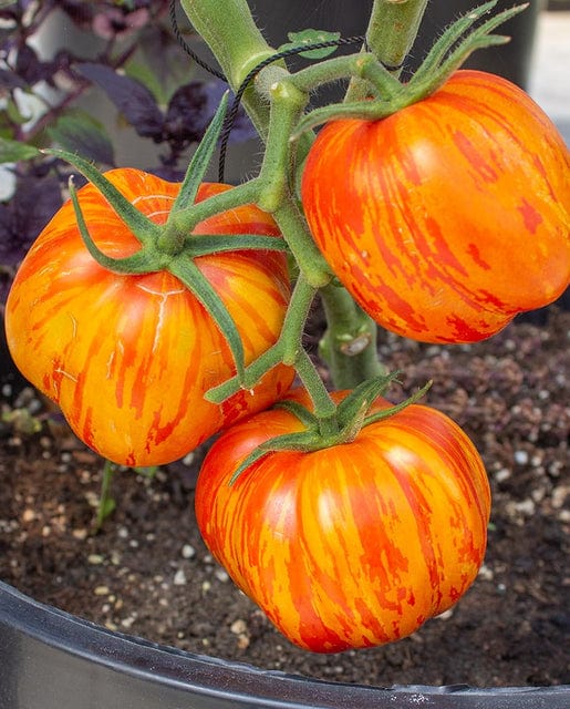 Organic Tomato Get Stuffed! - West Coast Seeds